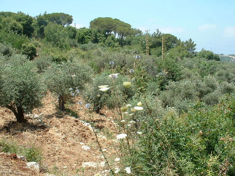 photo_two